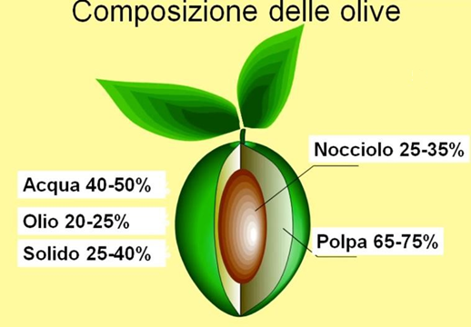 Frantoio Oleario: Come si Trasformano le Olive in Olio - AgroCasa.it